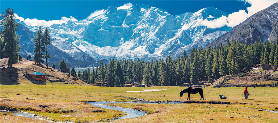 Fairy Meadows