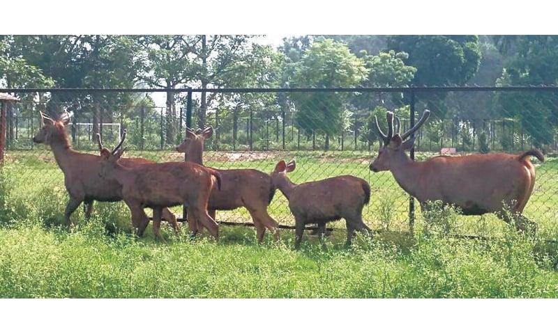 jallo park lahore