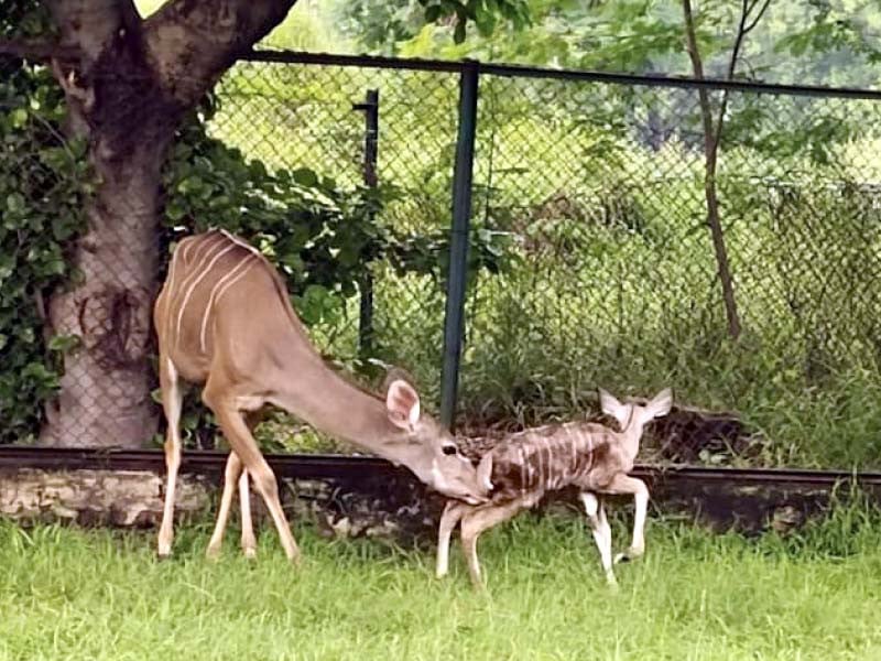 Jallo Forest and Wildlife Park