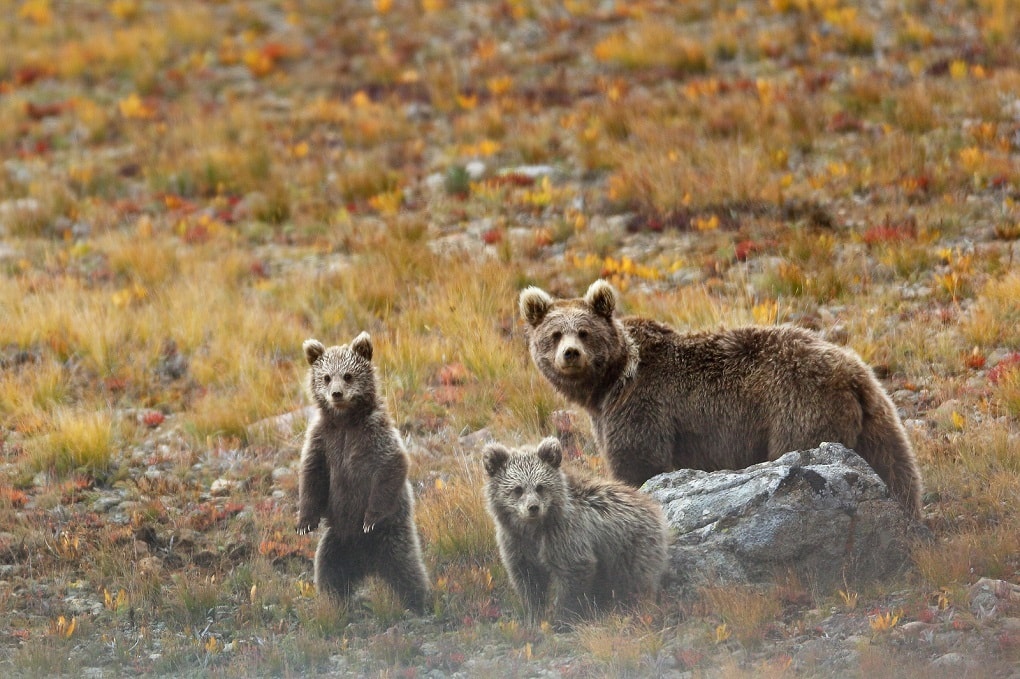 Deosai National Park