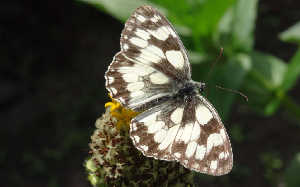 Butterfly House Jallo Park